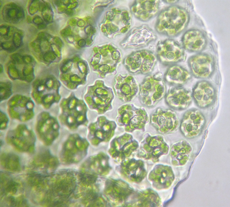 Odontoschisma denudatum